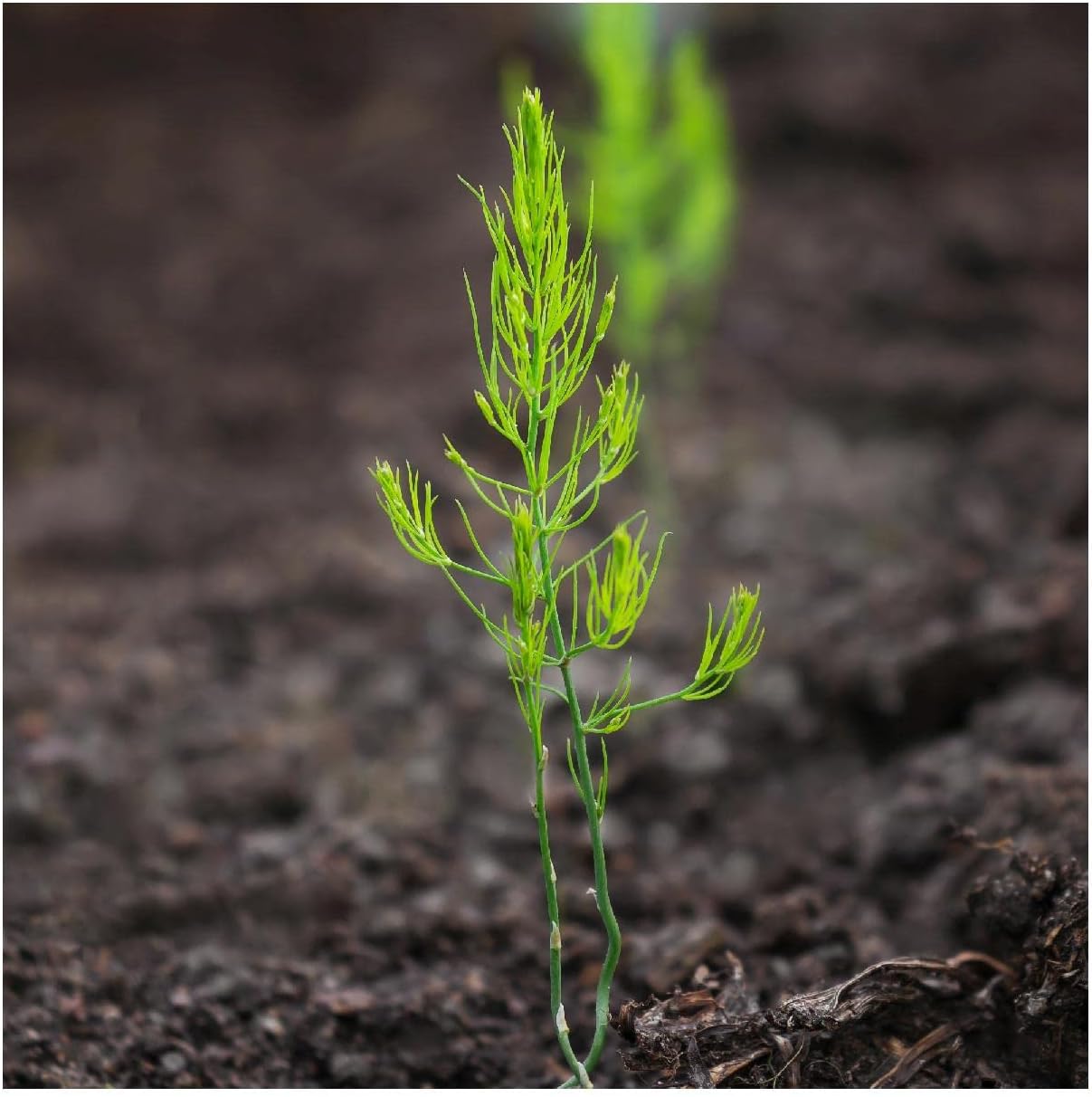 Everwilde Farms - 1 Lb Mary Washington Asparagus Seeds - Gold Vault