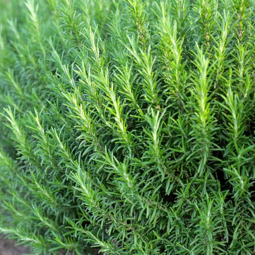 semillas de romero orgánicas - exóticas cobertura del suelo resistentes jardín 350pcs