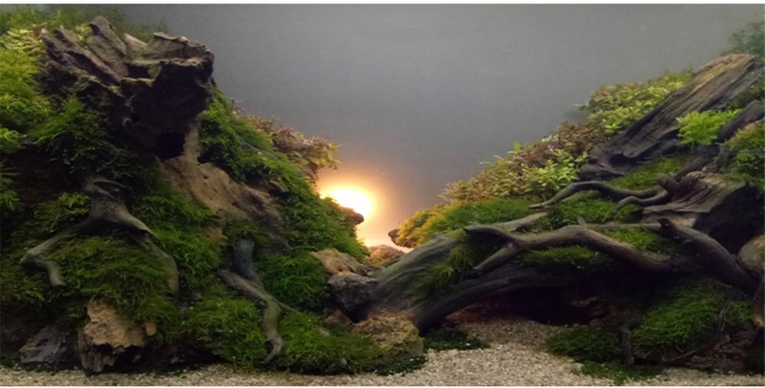 AWERT River Bed & Lake Aquarium Background Sunshine Aquatic Plant Fish Tank Background Vinyl 36x18 inches