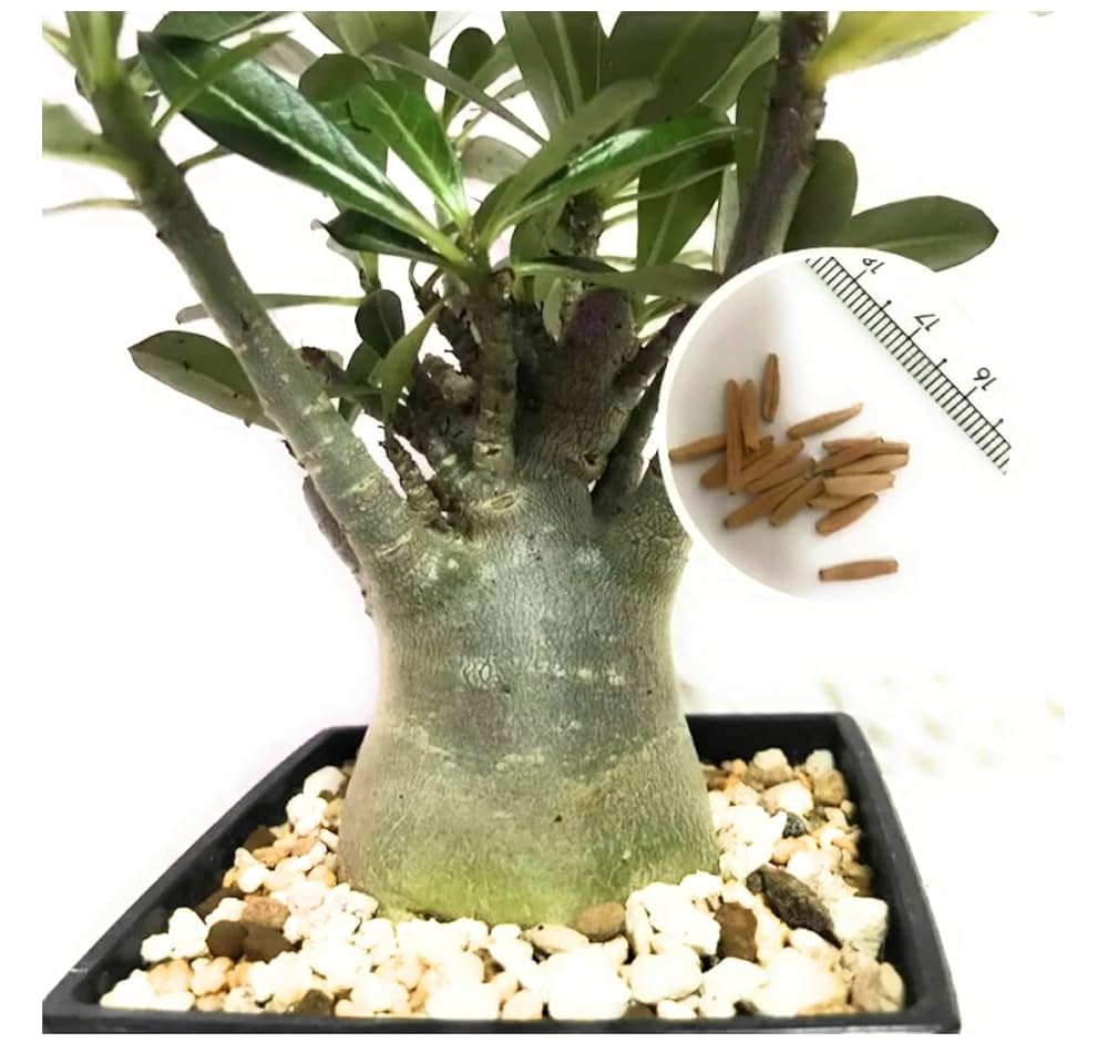 Amazon.co.jp: (coco`sshop) アデニウム オベスム 種子 6個