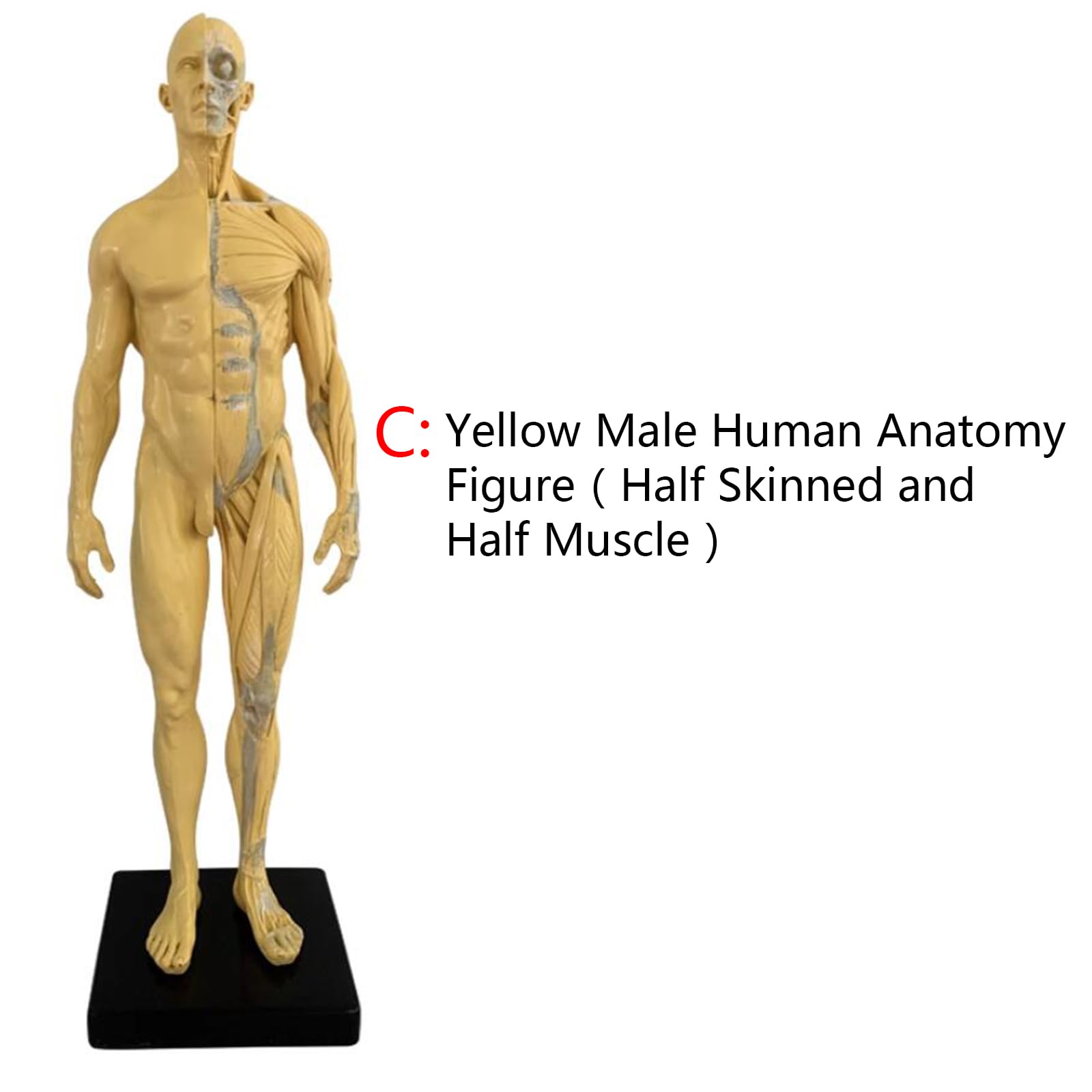 Model Anatomiczny Człowieka - 11-Calowa Figurka Anatomiczna Człowieka - Ecorche I Skóra, Czaszka, Głowa, Ciało, Mięśnie, Kość, Model Żywiczny Do Nauczania I Edukacji, B,C