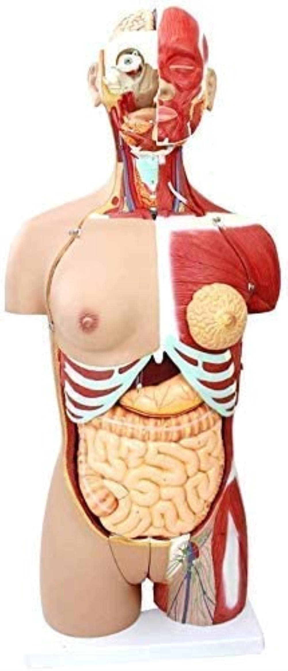 Humain Torso Buy RTYUI Model Of The Human Body Torso Educational Model 85Cm ...