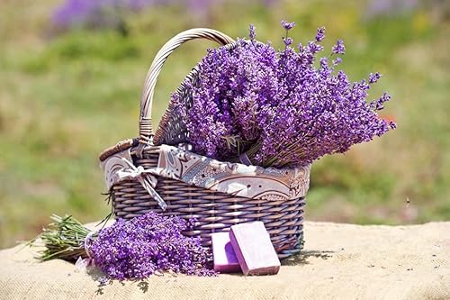 Miniatura 3 de Más de 100 Semillas de Lavanda Inglesa (Planta Lavandula) Medicinal - Hierba Púrpura