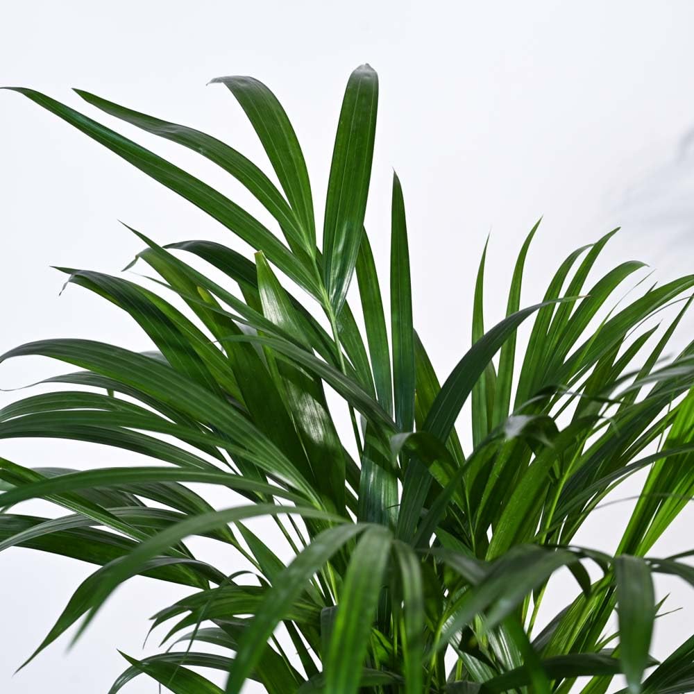 UGAOO Areca Palm Natural Live Indoor Plant with Pot - Large
