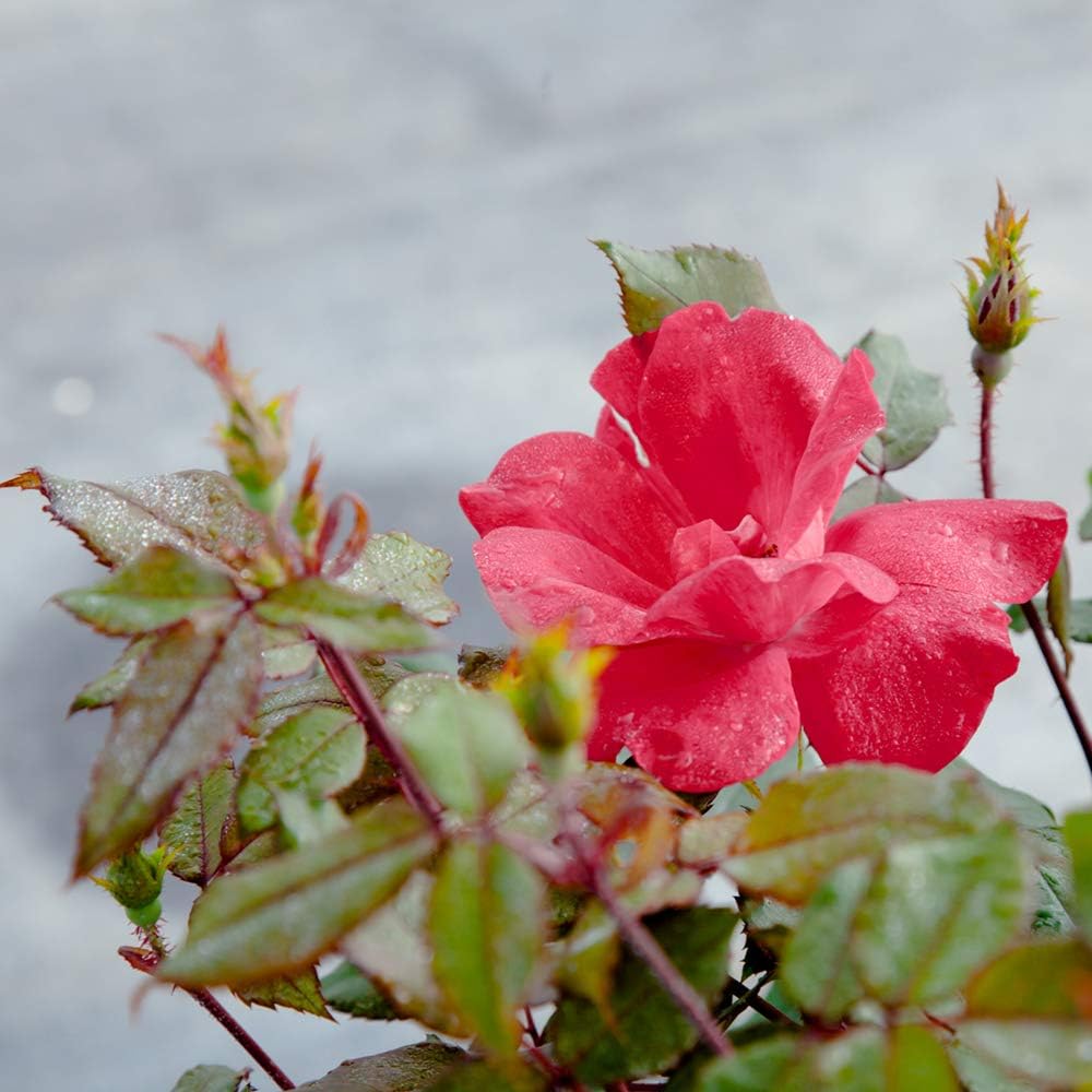 Perfect Plants Double Red Knock Out Rose 1 Gallon, Live Plant Planting Guide