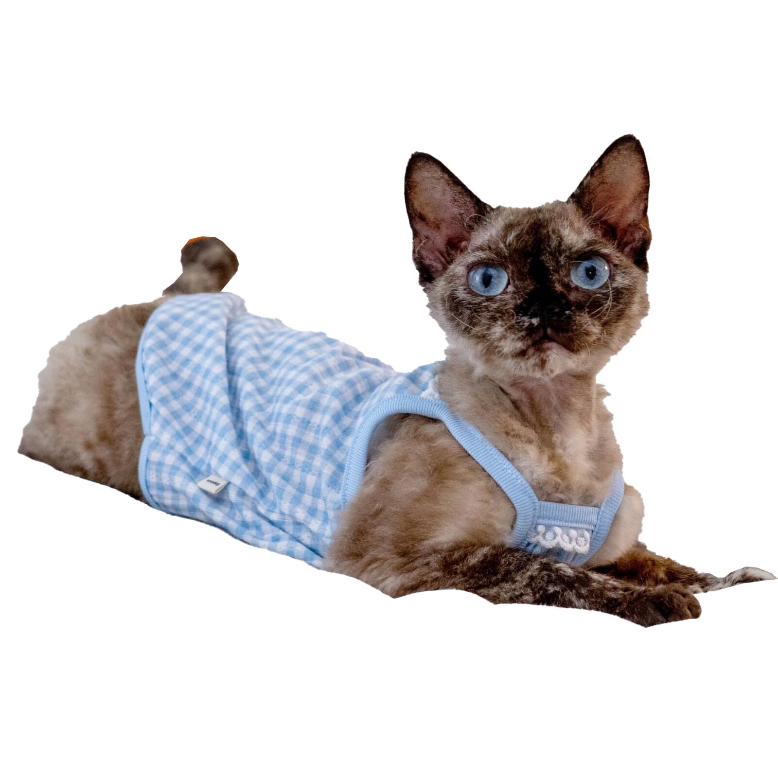 Haut pour chat Sphynx idéal pour les siestes au soleil