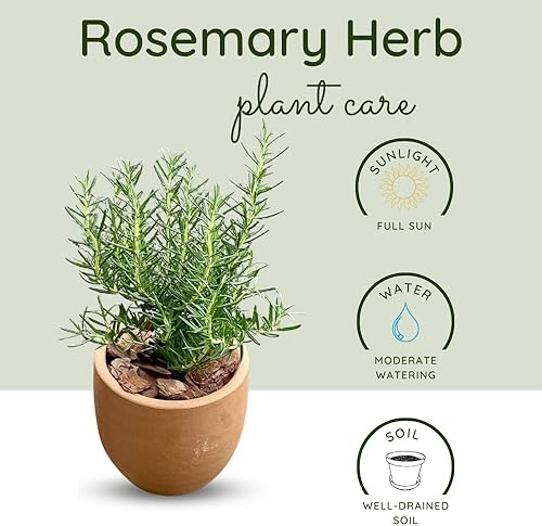 Miniatura 5 de Plantas de romero de interior de 10 pulgadas viven en maceta de 4 pulgadas, arbusto de romero para plantar en interiores y exteriores, bien