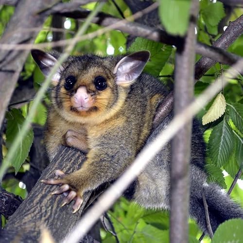 How to Rid of and Prevent Possums from Returning to your Rooftop?