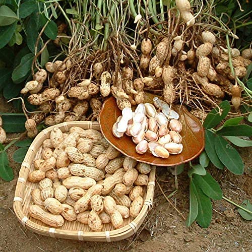 令和7年度産手もぎ掘り取り生落花生 【ナカテユタカ1kg】 千葉県産 八街産、クール代込み 、生落花生のサムネイル