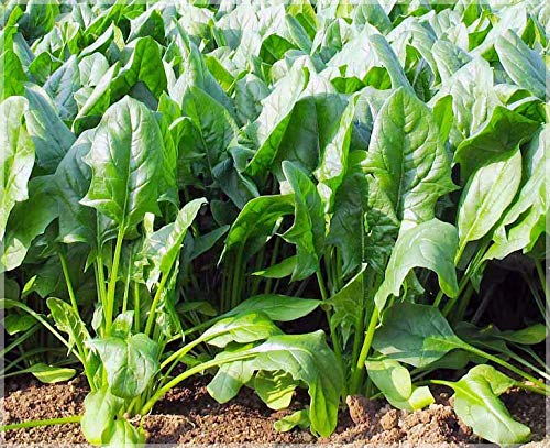 Spinach Kantedar (Palak) Seeds (Pack of 300 Seeds) - GardenHunt (B08DM3RNGW) Amazon Price History, Amazon Price Tracker
