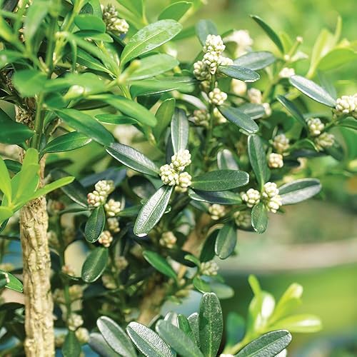 Miniatura 5 de Bruselas de Harland Bonsai de bojpequeño al aire última intervensión con bandeja de humedad  Deco Rock