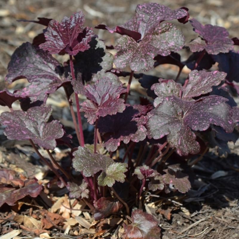 Dark Leaf Heuchera Live Plant Shrubs, Coral Bells Plant Live 2.5 Inch Pot, Shade Perennial Heucherella Plant
