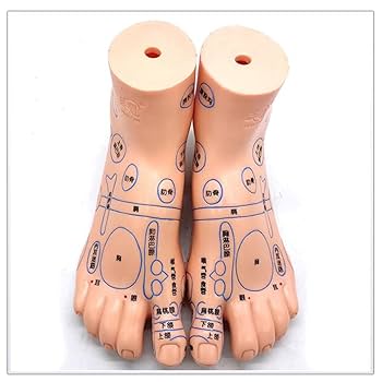 Amazon.co.jp: 足の鍼治療モデル - 人間の足のツボモデル - 19cm