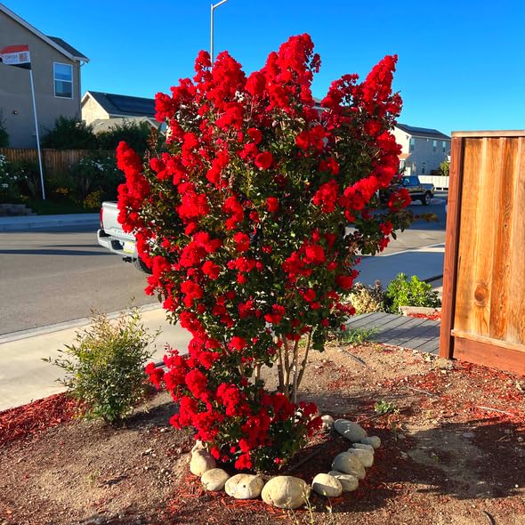 Red Crape Myrtle Tree - 6-12" Tall Live Plant - Quart Pot - Flowering, Fast Growing, Ornamental Crepe Myrtle Seedling - Lagerstroemia Indica