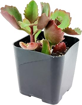Six Angled Kalanchoe Kalanchoe Sexangularis | Succulent Care Guide 2 inch