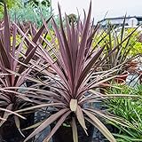 Cordyline Australis Flower Seeds, 30Pcs / Bag Cordyline Fruticosa Seeds Summer Fantastic Purple Easy Plant Purpurea Semillas para el hogar Semilla
