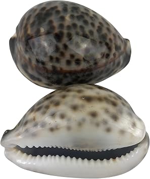 MMvolesy 2pc Polished Tiger Cowrie Hermit Crab Shells 3Inch-4Inch for Aquarium Decor & Crafts