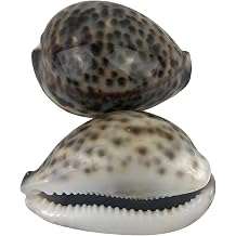 MMvolesy 2pc Polished Tiger Cowrie Hermit Crab Shells 3Inch-4Inch for Aquarium Decor & Crafts
