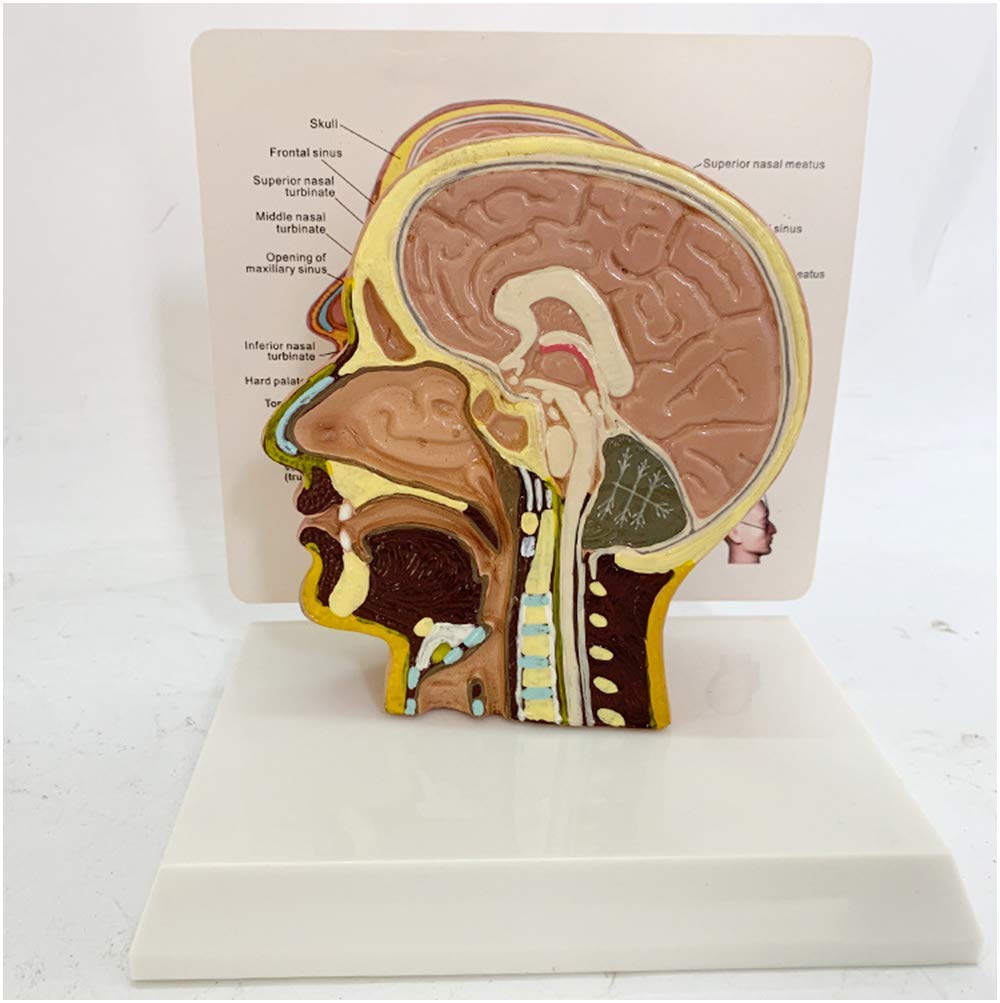 ERNZI Modello Anatomico della Testa - Modello Anatomico Umano del Viso della Mezza Testa - Modello Anatomico Umano Scientifico del Viso della Mezza Testa - per L'insegnamento Medico