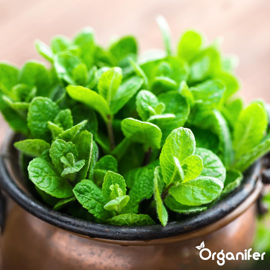 Flüssigdünger Für Pfefferminze 2L – Organischer Dünger Für Kräftiges Wachstum Und Aromatische Blätter – Fördert Wurzeln Und Widerstandskraft – Organifer