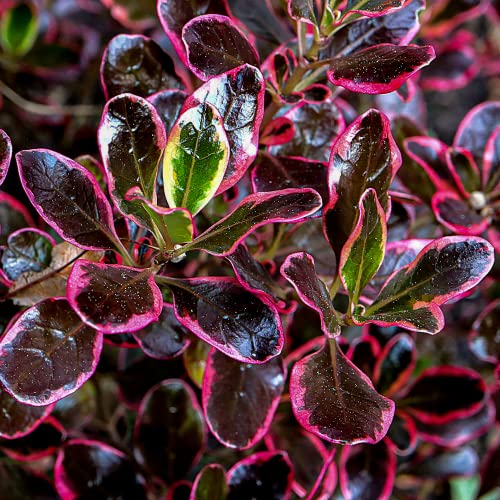 GardenersDream Coprosma Eclipse Plant in Pot - All Year Round Looking Glass Plants - Colourful Garden Ready Perennial Plants - Evergreen Outdoor Plant for Gardens and Patios (20-30cm, incl. 9cm Pot)