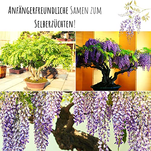 Exotische Bonsai Samen mit hoher Keimrate - Pflanzen Samen Set für deinen eigenen Bonsai Baum (1x Afrikanischer Blauregen)