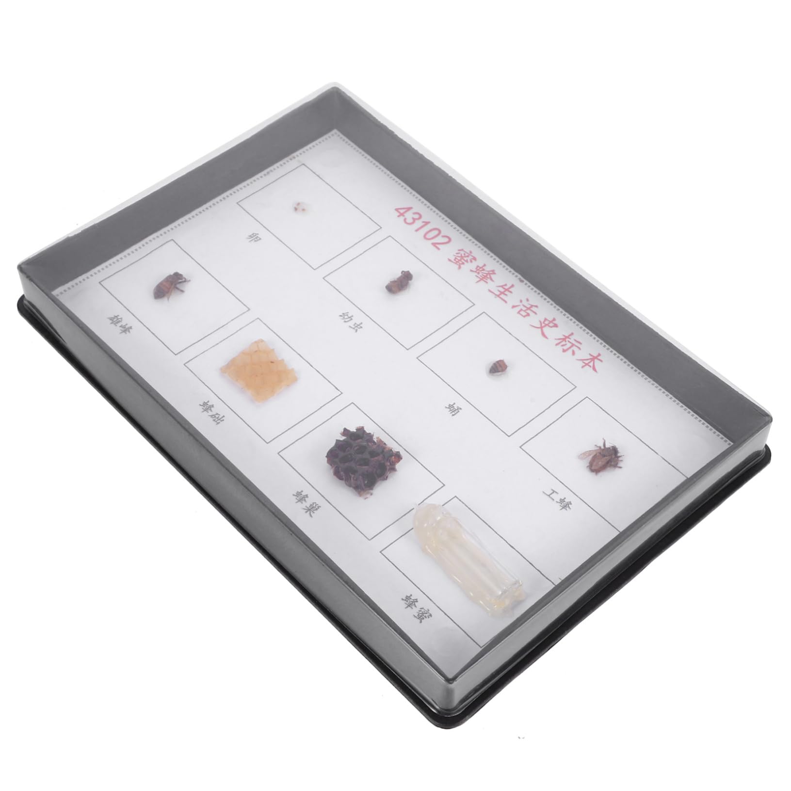 PRETYZOOM 1Set Educational Bee Specimen for Classroom Teaching Detailed Bees Model for Science Education and Learning Activities