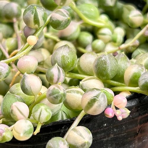 Miniatura 6 de Planta de cadena de perlas abigarradas, vid suculenta viva en maceta, planta de interior rara (maceta de 2 pulgadas)