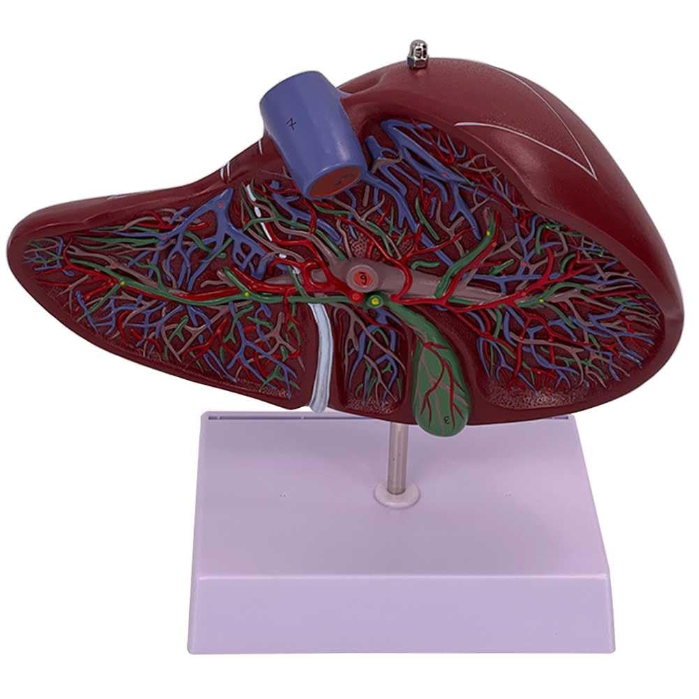 Modèle d'anatomie du foie humain avec base et étiquetage numérique