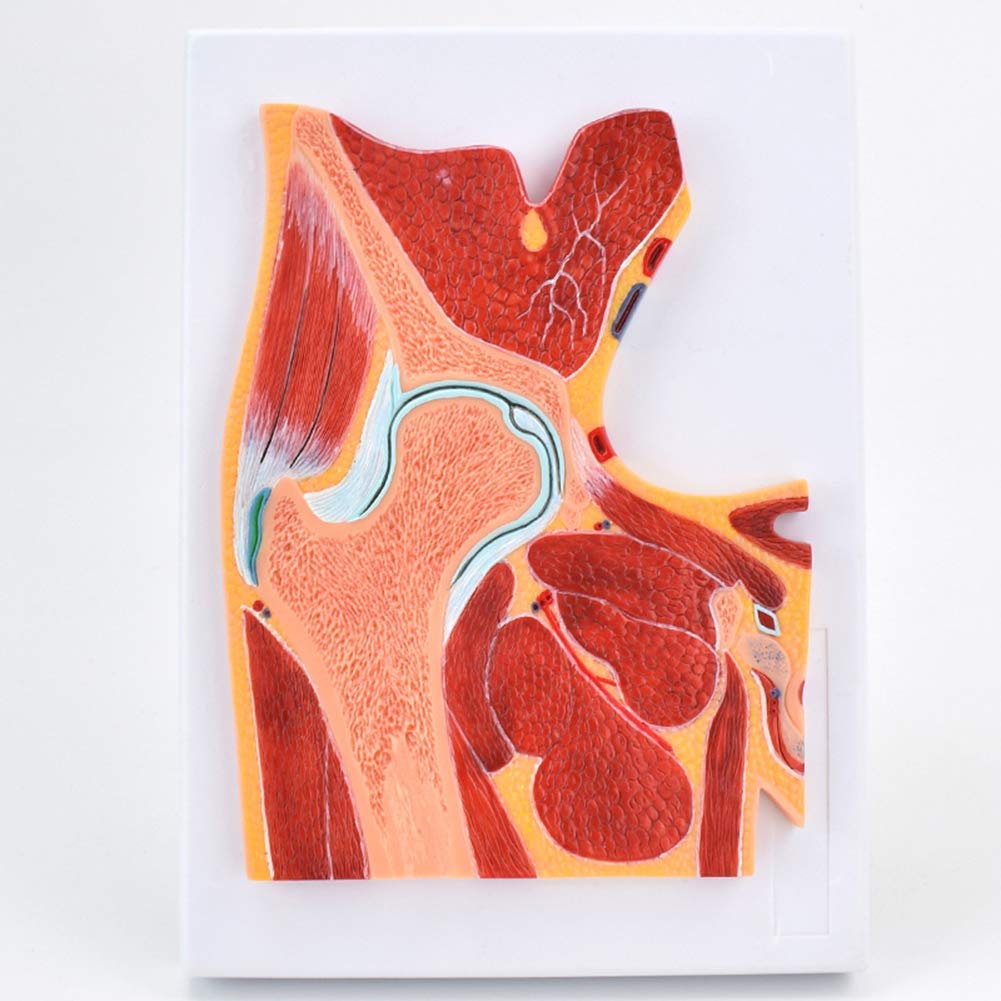 Sjdopulse Medical Anatomy Hip Skeletal Muscle Model Hip Section Profile Construction -Shows The Structural Relationship Between The Bones, Muscles, Nerves, Blood Vessels