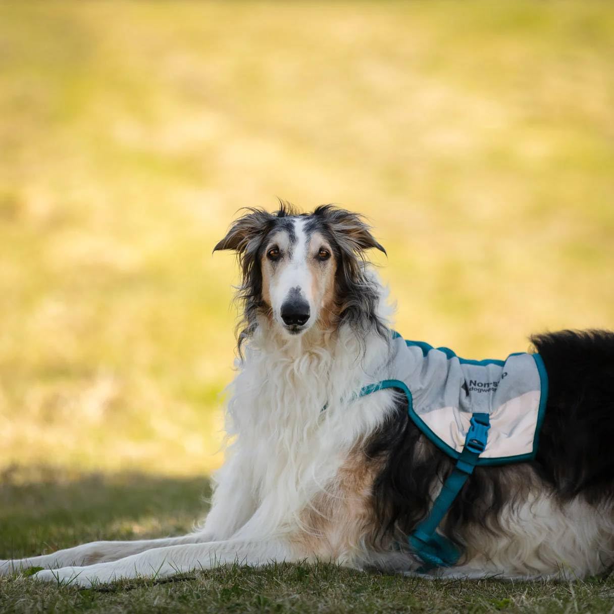 Non-Stop Dogwear Gilet Rafraîchissant pour Chien, Gris Clair/Bleu Sarcelle, Taille L
