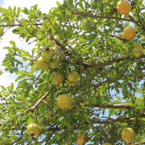 Tè alle erbe cinese Guava lascia bustine di tè al