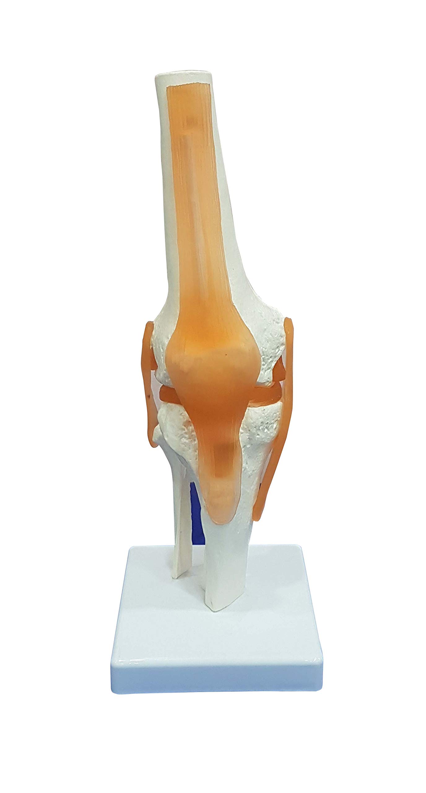 TeachingNest | Knee Joint Model Flexible PVC Plastic | Anatomical Model (B08T9P9BHH) Amazon Price History, Amazon Price Tracker