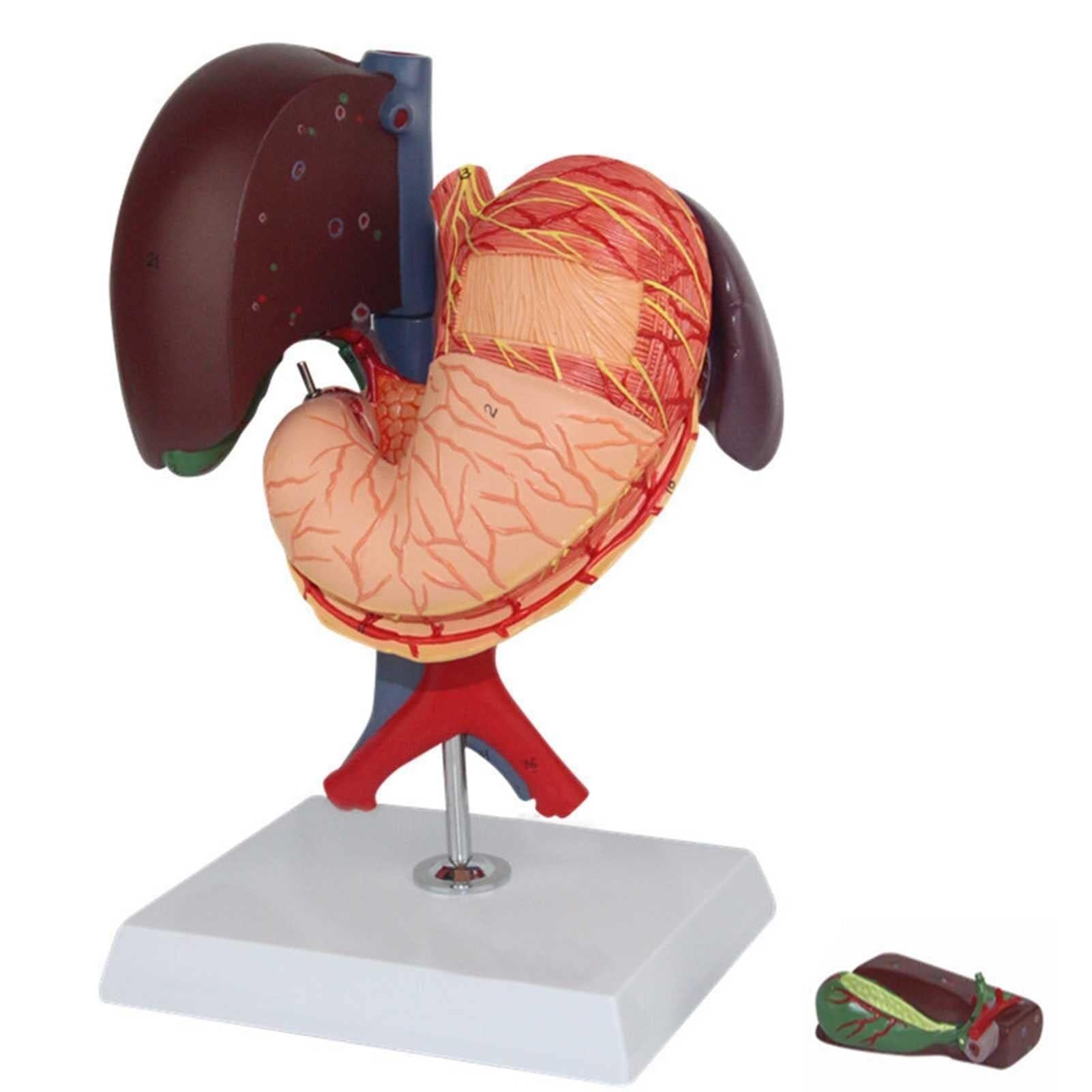 Human Organ Model, Human Liver Anatomy Model, Detachable Human Liver gastrointestinal Tract Anatomy Model, Life-Size Liver Pancreas Duodenum Simulation Model Anatomy