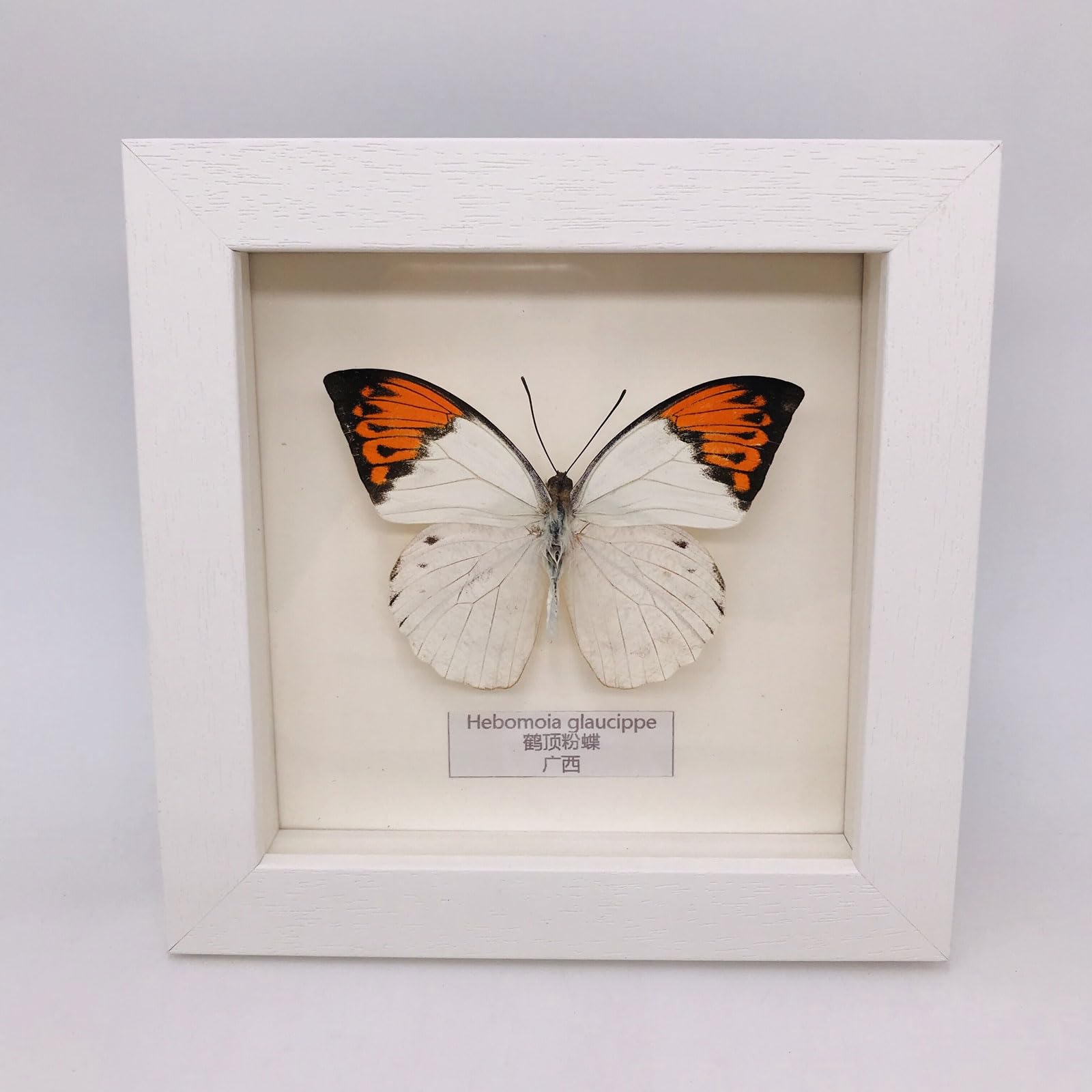 Taxidermy Mounted In Frame,Exquisite Butterflies Insect Specimen,Collection Of Butterfly,Unique Home Decor Wall Decoration Gift For Christmas Valentine Birthday,Real Butterfly Specimens17.6*17.6cm