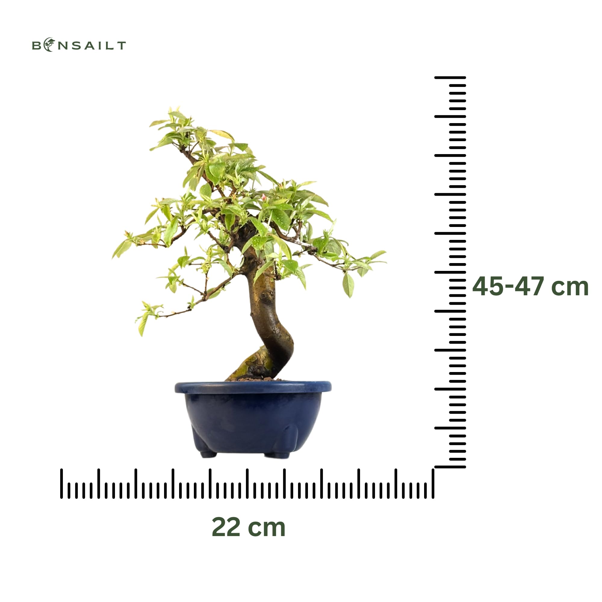 Chinesische Quitte Bonsai – Pseudocydonia sinensis – Outdoor Bonsai Baum – Blühender & Fruchttragender Bonsai – Premium Qualität