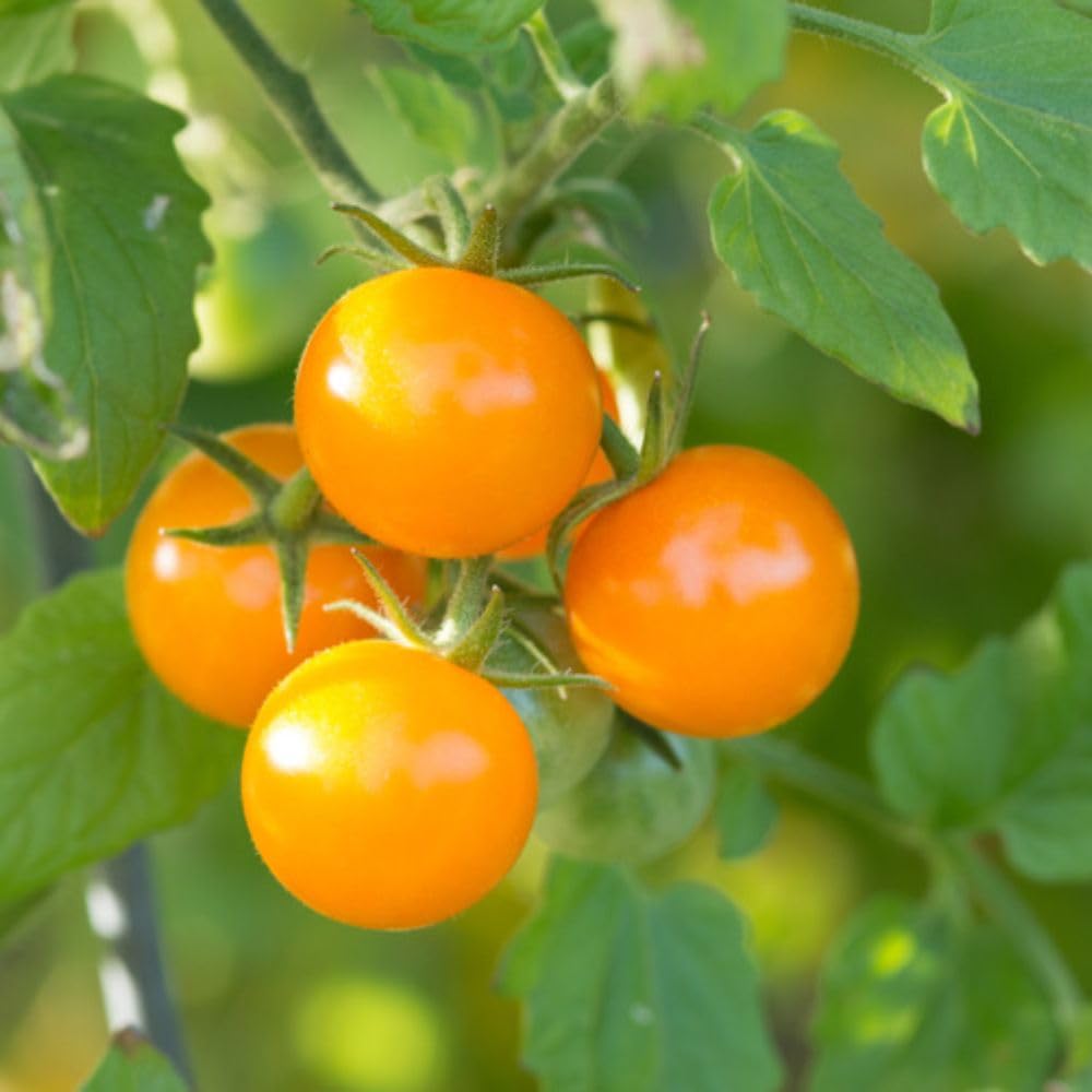 Tomato ‘Magnusa’ 1 x 2 Litre Pot Plants – Compact Bush Tomato – Sweet Cherry Fruits – Blight Resistant – Ideal for Patio Pots & Small Spaces by Thompson & Morgan
