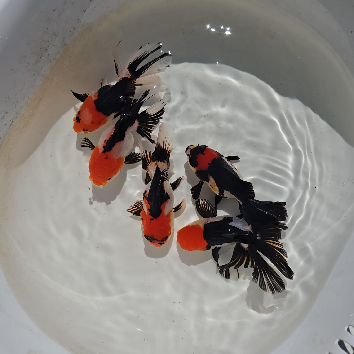 Live Tri Color Thai Oranda Goldfish Set, Black Orange White, 2-2.5 Inch Size, for Aquariums, Ponds, Tropical Weather, 3 Pack