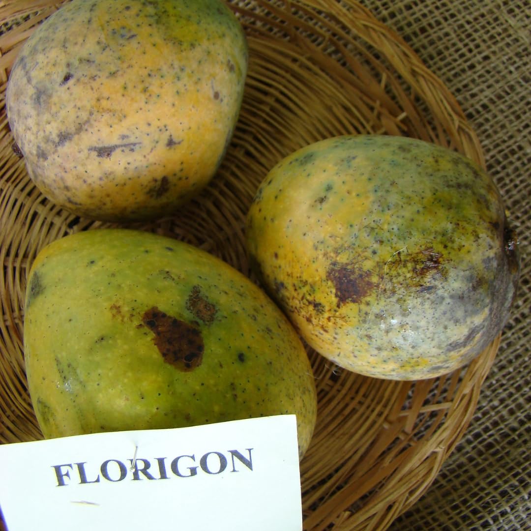 M-Tech Gardens Mango Fruit Plant (Florigon, Grafted Hybrid) Exotic 1 Live Fruit Plant