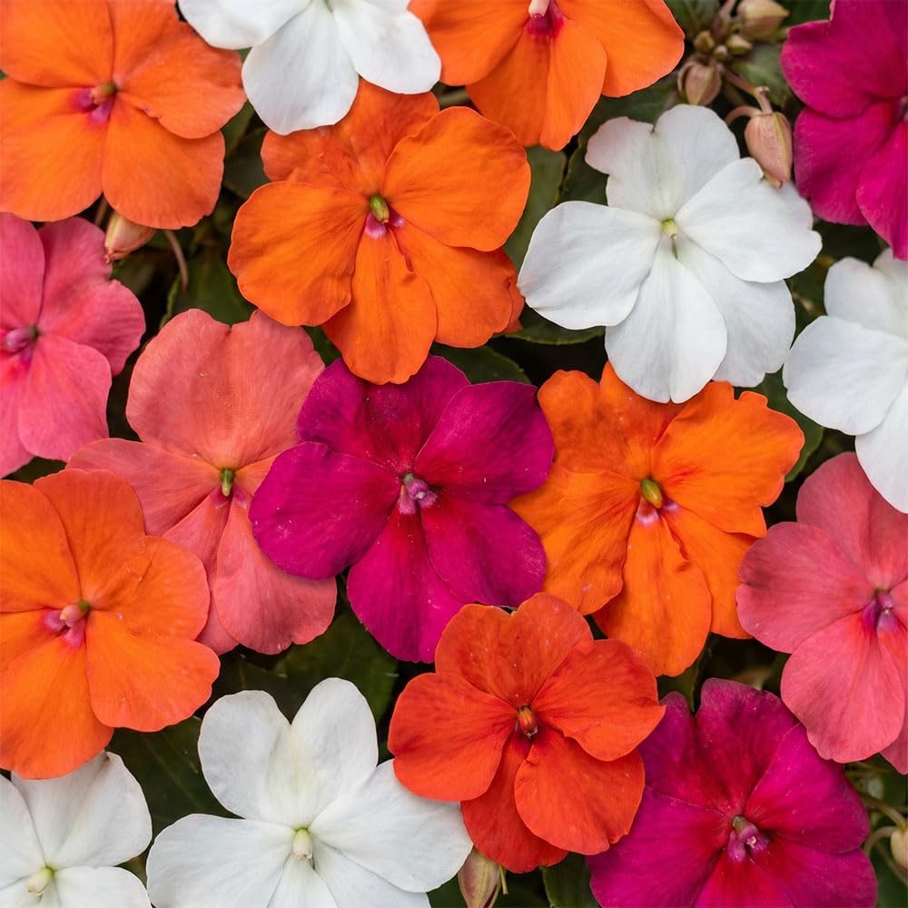 Impatiens Beacon Select Mixed F1 Seeds – Downy Mildew Resistant Bedding Plants – Colourful Summer Flower Mix – Shade Loving Annual