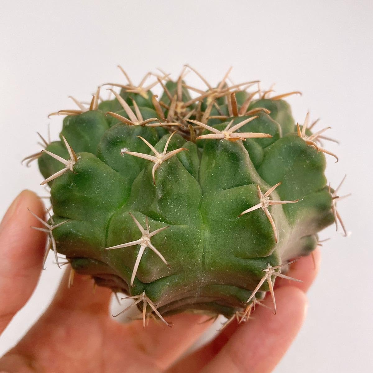 Amazon.co.jp: 多肉植物 サボテン ギムノカリキウム メガタエ