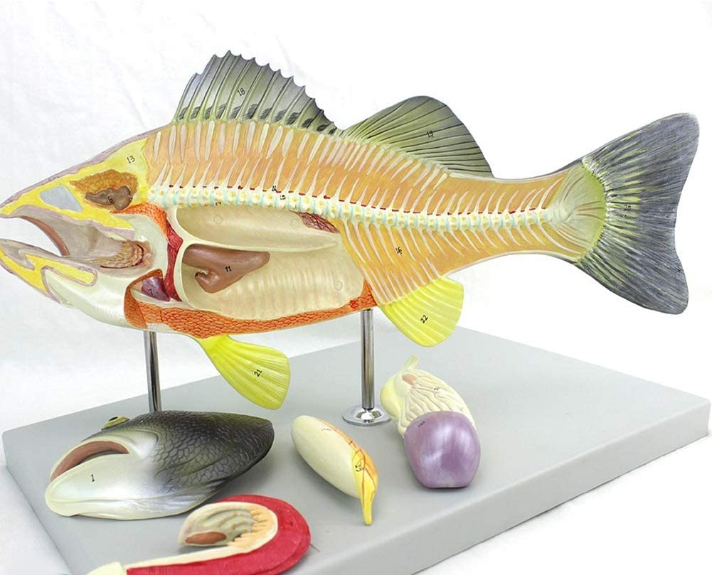 KJMWXOP Simulated Perch Internal Organs Anatomical Model Aquaculture Biological Teaching Experiment Animal Specimens For Teaching
