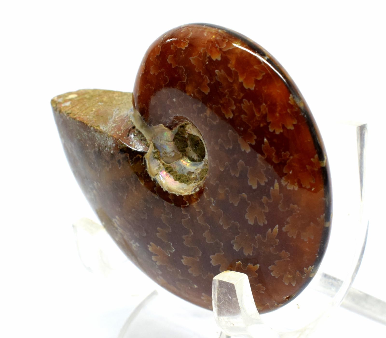 HQRP-Crystal 55mm 225ct Iridescent Sutured Ammonite Shell Natural Gemstone Fossil Mineral Ammolite Spiral Specimen - Madagascar + Stand