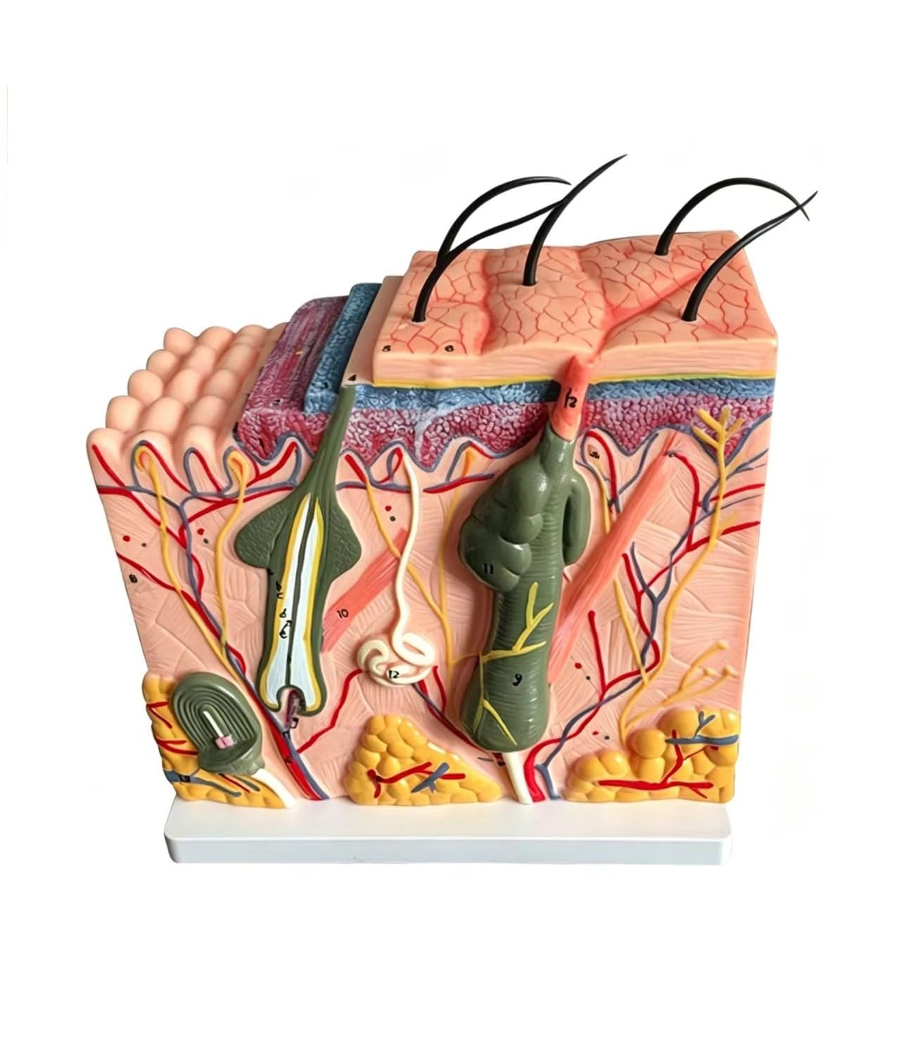 YNIYUJKL Skin Dissection Model, 35X Stereoscopic Enlarged Anatomical Skin Layer Structure Model With Hair For Medical Science Classroom Learning Teaching Display Medical,size_name-50X