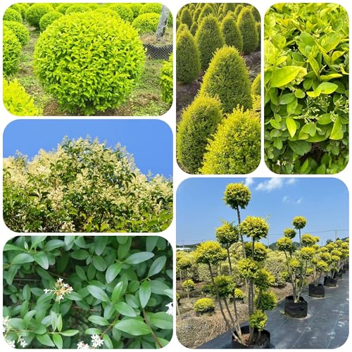 Seto de aligustre resistente - semillas seto de aligustre Decoración de balcón con parterres elevados planta de interior Plantas resistentes en macetas para 50pcs