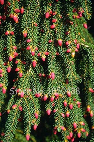 9: 1Bag = 40Pcs Bonsai Escalada Spruce Semillas Semillas de pino del árbol en la maceta del Bonsai Patio Jardín Macetas Macetas