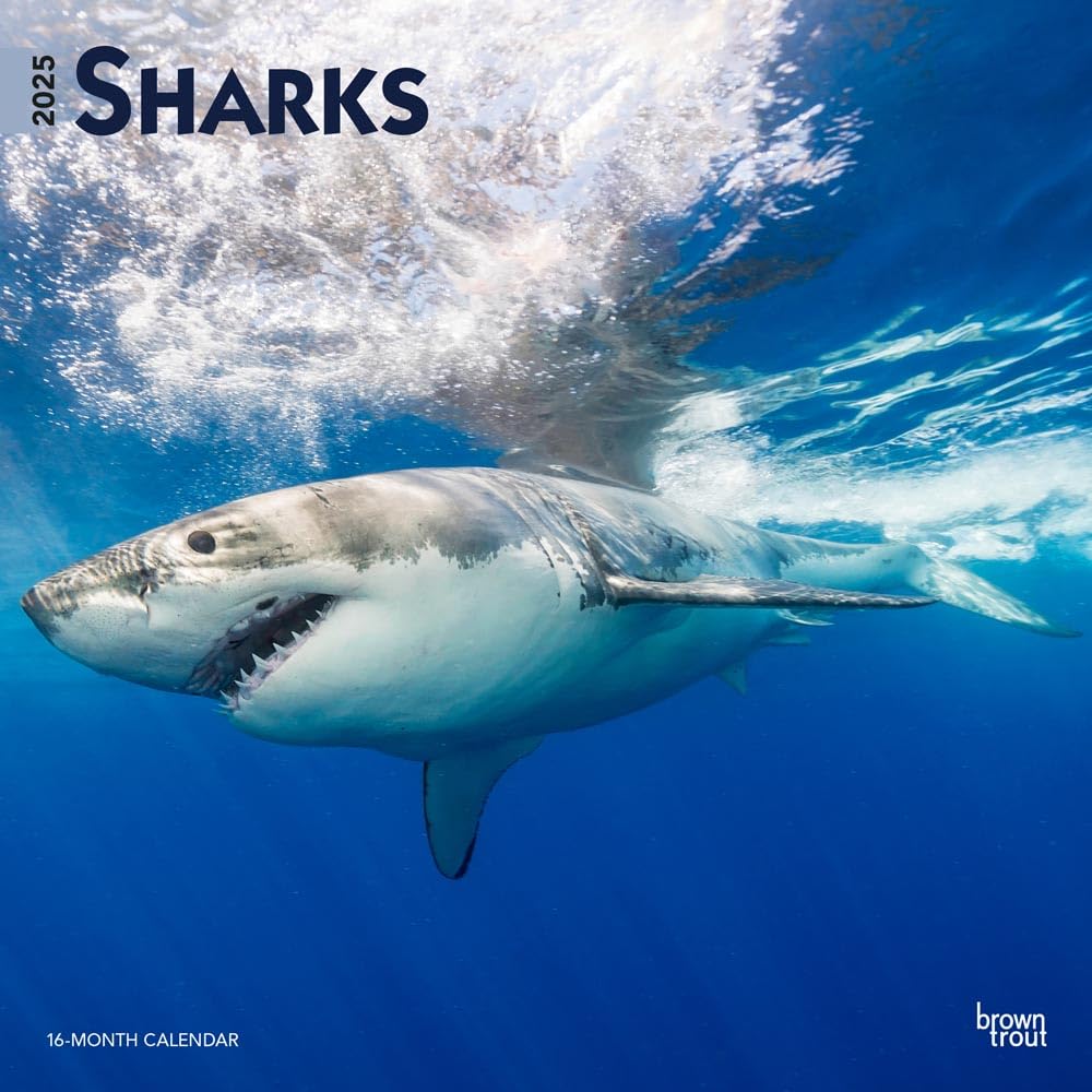 Sharks | 2025 12 x 24 Inch Monthly Square Wall Calendar | BrownTrout | Wildlife Marine Animals Fish