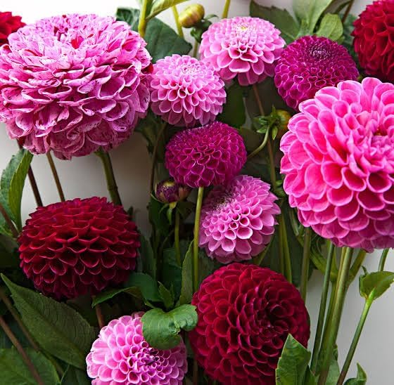 Image of Dahlia Flower Seeds for Planting - Vibrant Mixed Color Blooms, Easy to Grow Garden & Pot Flowers (Pack of 50 + Seed)