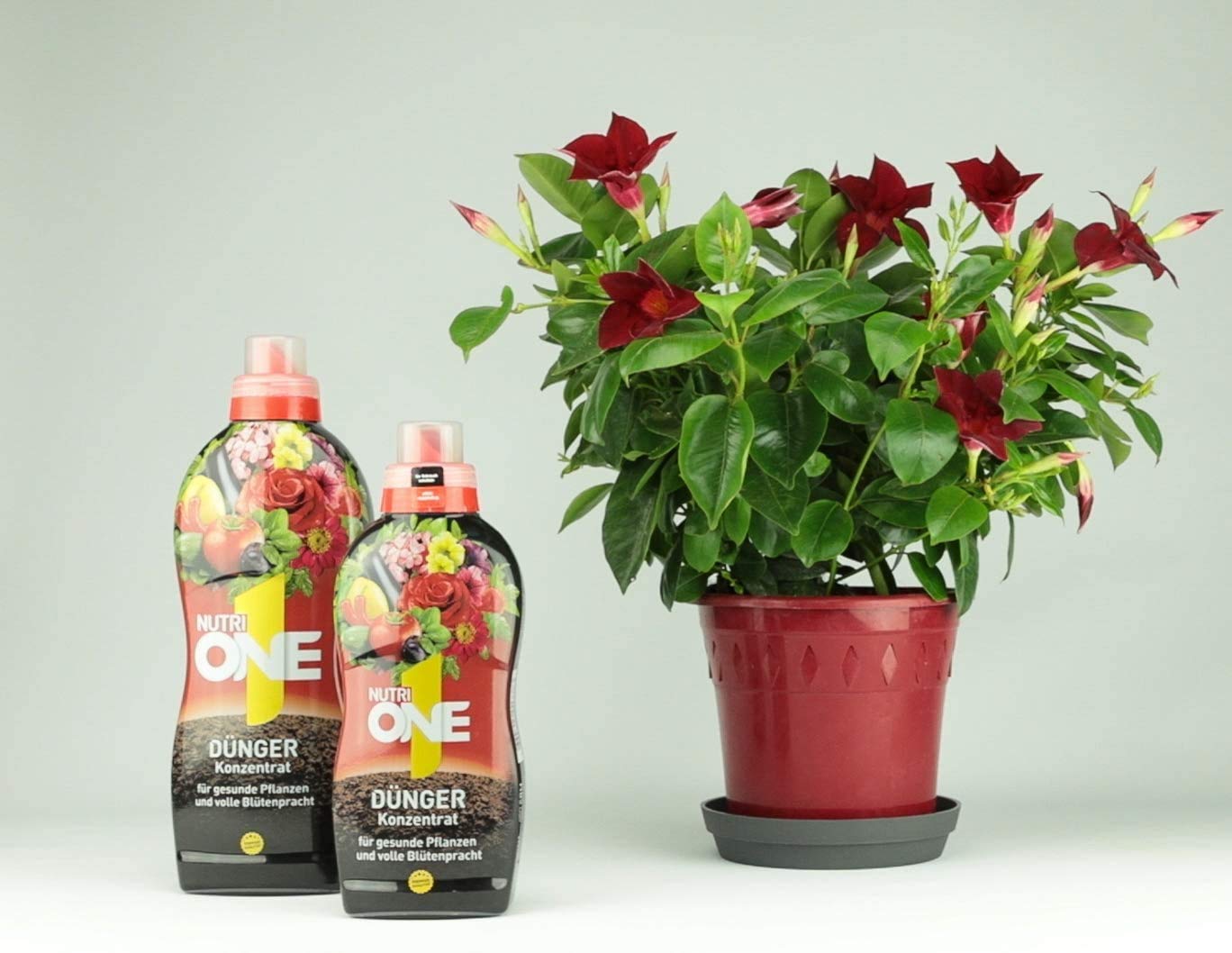 Nutri ONE Universal-Dnger 6x1 Liter Flssigdnger, Flssigkonzentrat fr  Topfpflanzen, Balkonpflanzen, Gemse, Kruter und Garten, 6 Liter :  Amazon.de: Gewerbe, Industrie & Wissenschaft