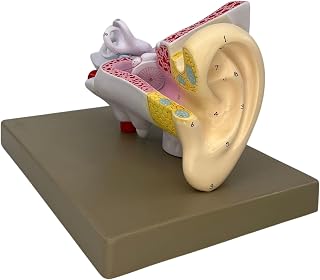 Eisco Labs - Ear Model - 3X Enlarged Model Human Ear with 3 Parts - Human Anatomy Model - 29 Anatomical Features, Realistic Details, Durable Plastisol Polymer